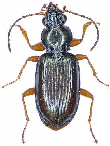 Réf. 188 414 : Bembidion decorum